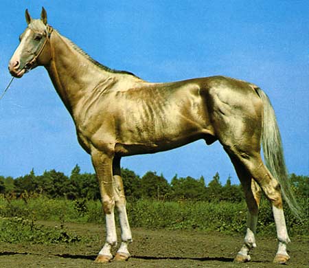 AKHAL-TEKE
